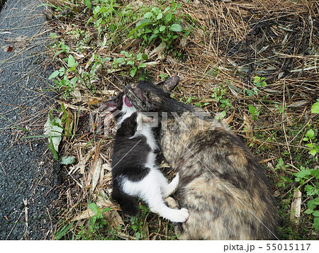 野良猫・親子 55015117