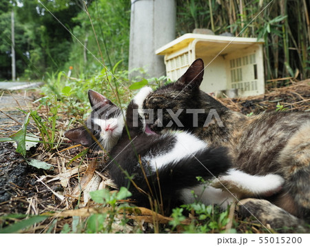野良猫・親子 55015200