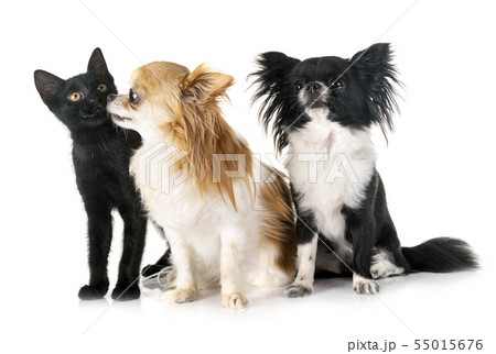 black kitten and chihuahuas 55015676