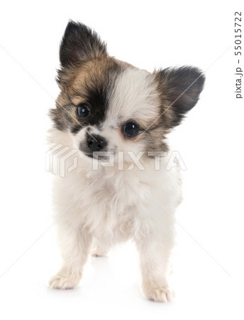 chihuahua in studio chihuahua in studio 55015722