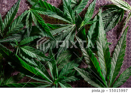 Cannabis Texture Marijuana Leaf Background 55015997