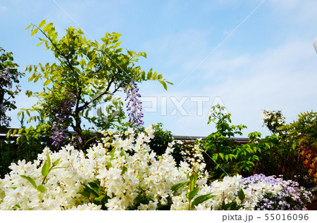 春のベランダ 55016096