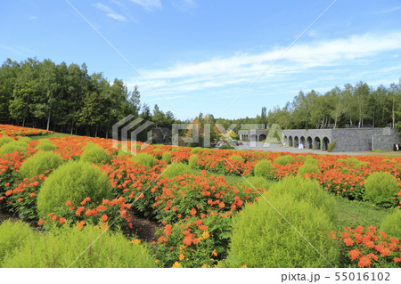 北海道札幌市　国営滝野すずらん丘陵公園　 55016102