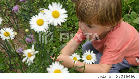 Toddler picking camomiles in garden Toddler picking camomiles in garden 55016466