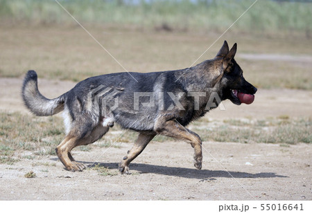 training of police dog 55016641