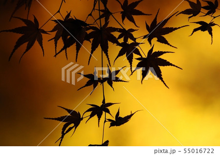 黄葉の背景のライトアップにシルエットになったモミジ 55016722