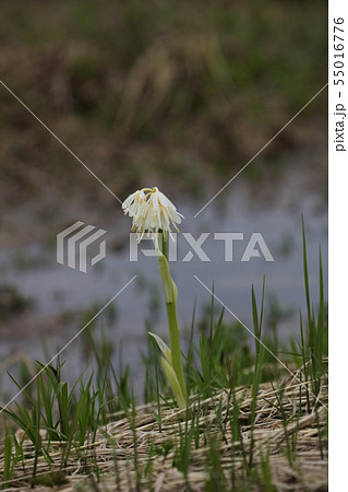 シロバナショウジョウバカマ_大雪山 55016776