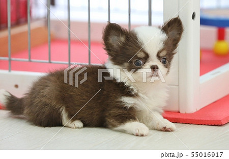 チワワの仔犬 55016917
