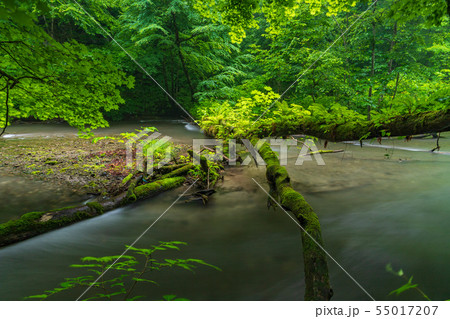 初夏の奥入瀬渓流 55017207