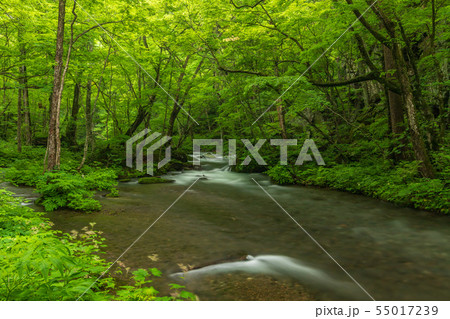 初夏の奥入瀬渓流 55017239