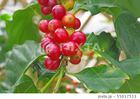 コーヒーの実 55017513