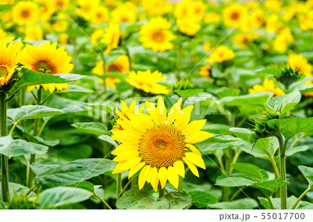 ひまわりの花 ひまわりの花 55017700