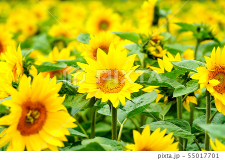 ひまわりの花 55017701