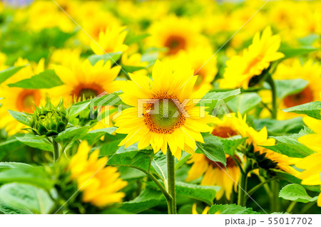 ひまわりの花 ひまわりの花 55017702