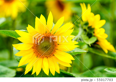 ひまわりの花 ひまわりの花 55017703