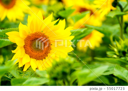 ひまわりの花 55017723