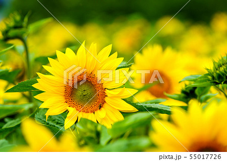 ひまわりの花 55017726