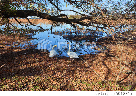 千葉県柏市　手賀沼と白鳥 55018315