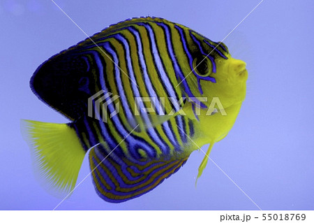 海水魚 海水魚 55018769