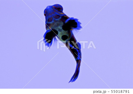海水魚 海水魚 55018791