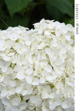 真っ白な紫陽花 真っ白な紫陽花 55018872