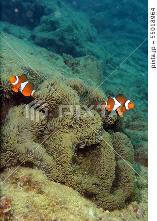 カクレクマノミ　イソギンチャク 55018964