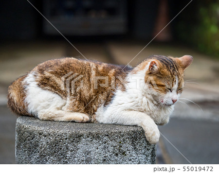 wild cat, closeup portrait photography wild cat, closeup portrait photography 55019472