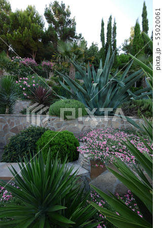 Stone fence with decorative flower beds, tall palm 55020061