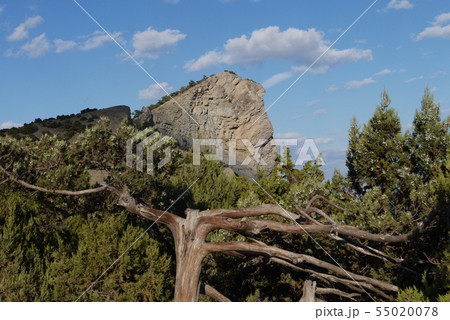 A steep rocky rock with old pine trees at the foot 55020078
