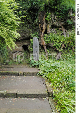 北鎌倉　円覚寺　白鹿洞 55020613