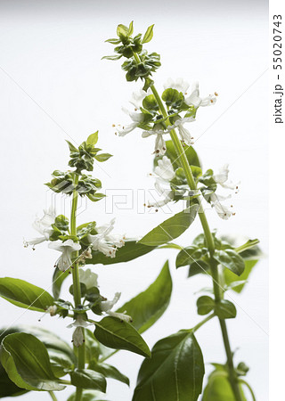 バジルの花 バジルの花 55020743