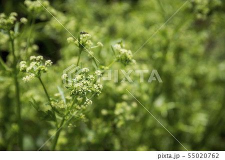 セロリの花 55020762