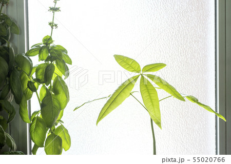窓辺のバジルをバックにパキラの葉 55020766