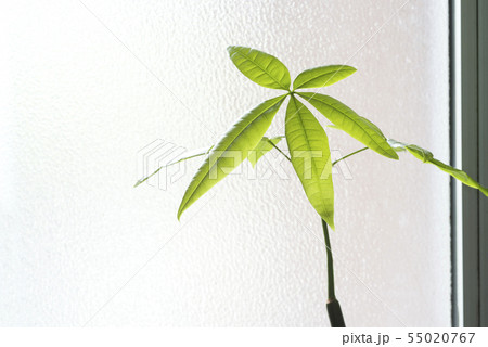 窓辺のパキラの葉 窓辺のパキラの葉 55020767