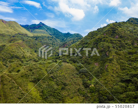 Aerial view of tropical trees in forest and Aerial view of tropical trees in forest and 55020817