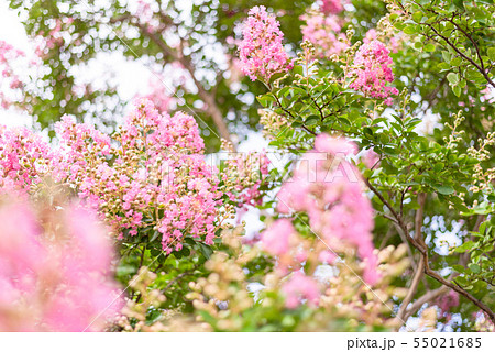 さるすべりの花　満開　　かわいい 55021685