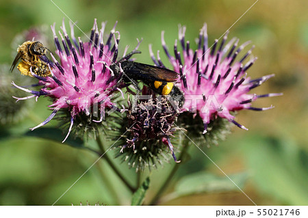 Close-up view of Caucasian black and yellow wasp Close-up view of Caucasian black and yellow wasp 55021746