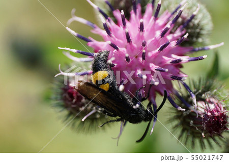 Macro side view of black and yellow earthy wasp Macro side view of black and yellow earthy wasp 55021747