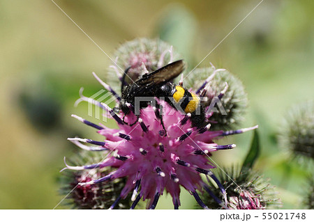 Close-up side view of black and yellow Scolia Close-up side view of black and yellow Scolia 55021748