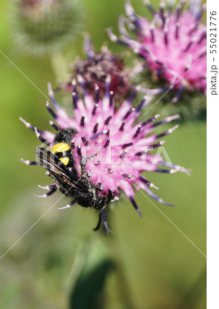 Close-up of Caucasian fluffy and black-yellow wasp 55021776