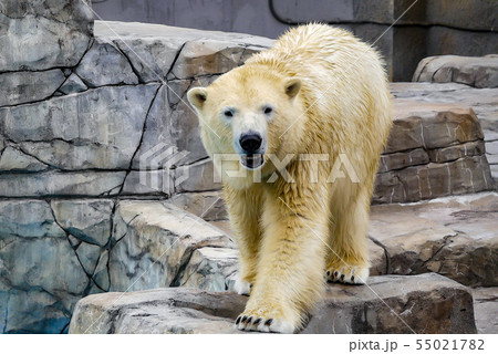 札幌 円山動物園 シロクマ 札幌 円山動物園 シロクマ 55021782