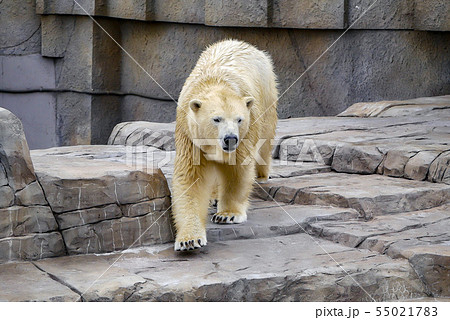 札幌 円山動物園 シロクマ 札幌 円山動物園 シロクマ 55021783