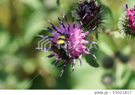 Macro of Caucasian wasp Scolia hirta on flower Macro of Caucasian wasp Scolia hirta on flower 55021817