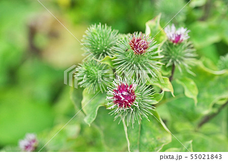 緑と赤のゴボウの花の写真素材