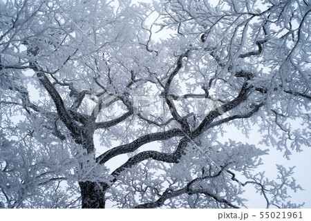 樹氷 樹氷 55021961