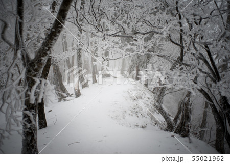 霧氷のトンネル 霧氷のトンネル 55021962