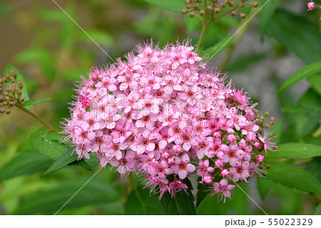 シモツケの花 シモツケの花 55022329