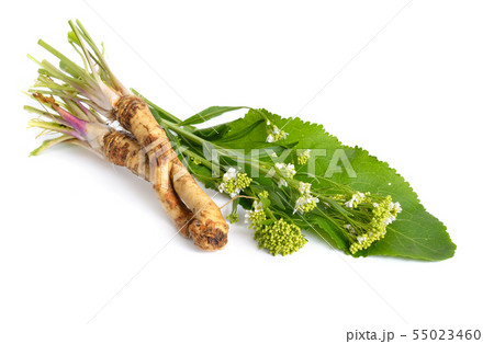 Horseradish, Armoracia rusticana, Cochlearia 55023460
