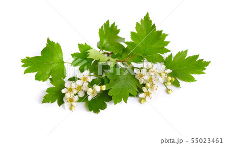 Flowering Crataegus, commonly called hawthorn, 55023461