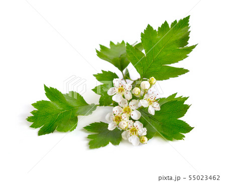 Flowering Crataegus, commonly called hawthorn, Flowering Crataegus, commonly called hawthorn, 55023462